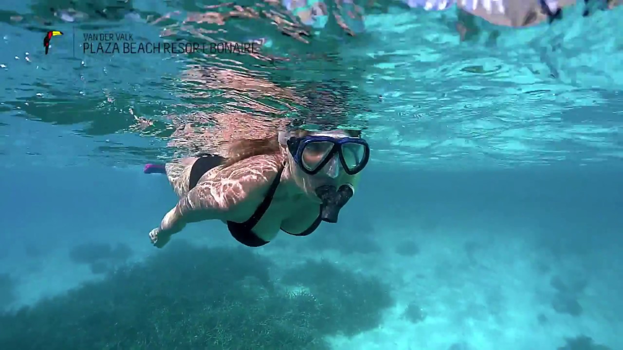 Snorkeling at Plaza Beach Resort Bonaire YouTube