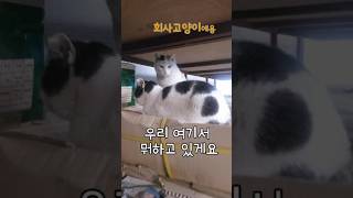 회사고양이, 떠냐야한다니 하루가 소중해지는 요즘 #시골회사복지