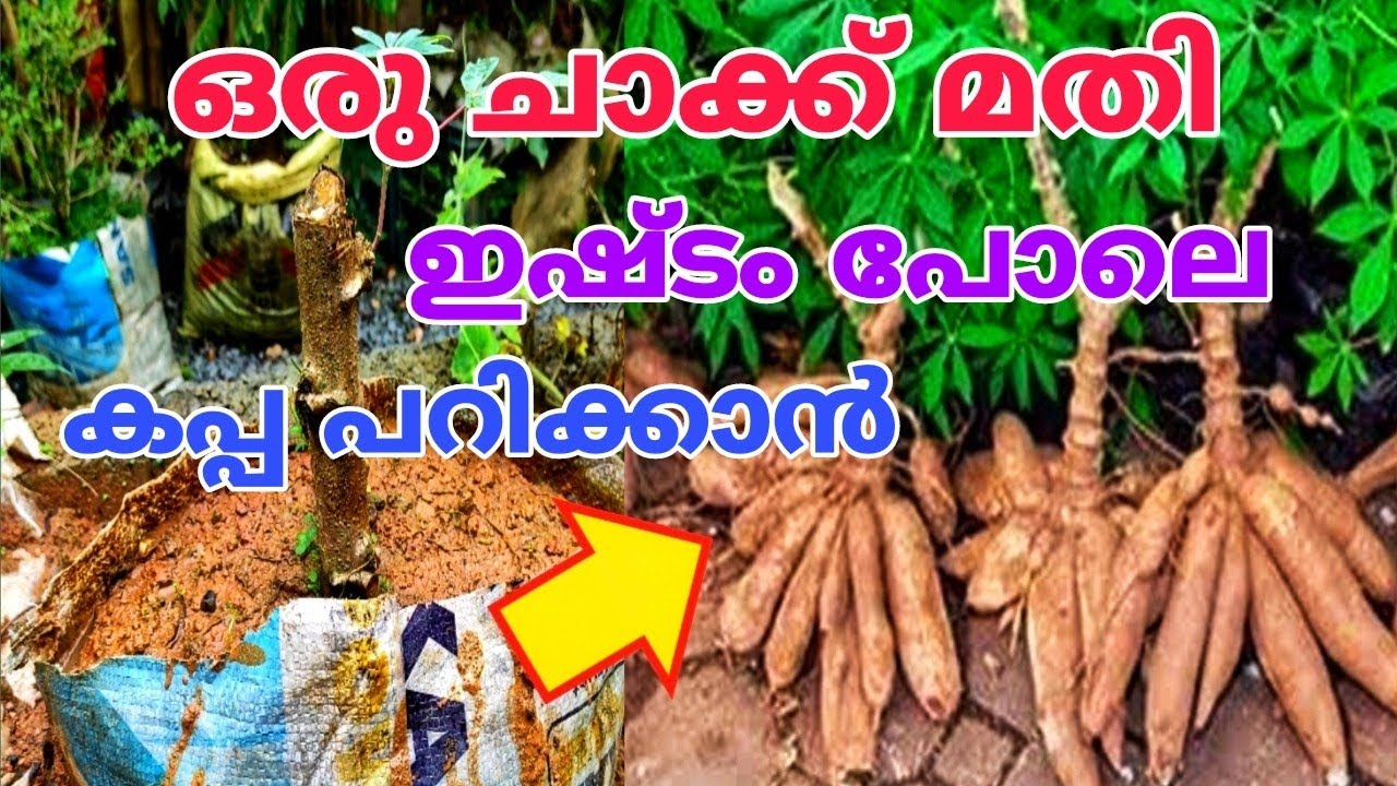 ചാക്കിലെ വിളവ് കണ്ടാൽ ആരും ഞെട്ടിപ്പോകും Kappa Krishi Malayalam / Kappa