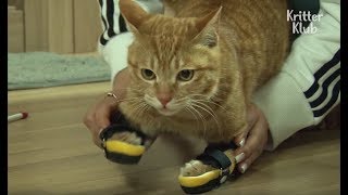 Stray Cat With Leg Paralysis Gets Braces | Kritter Klub Stray Cat With Leg Paralysis Gets Braces | Kritter Klub
