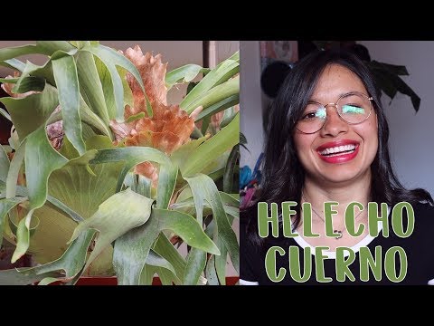 Video: Cómo cultivar plantas de helecho con flores: consejos para el cuidado de Hardy Gloxinia