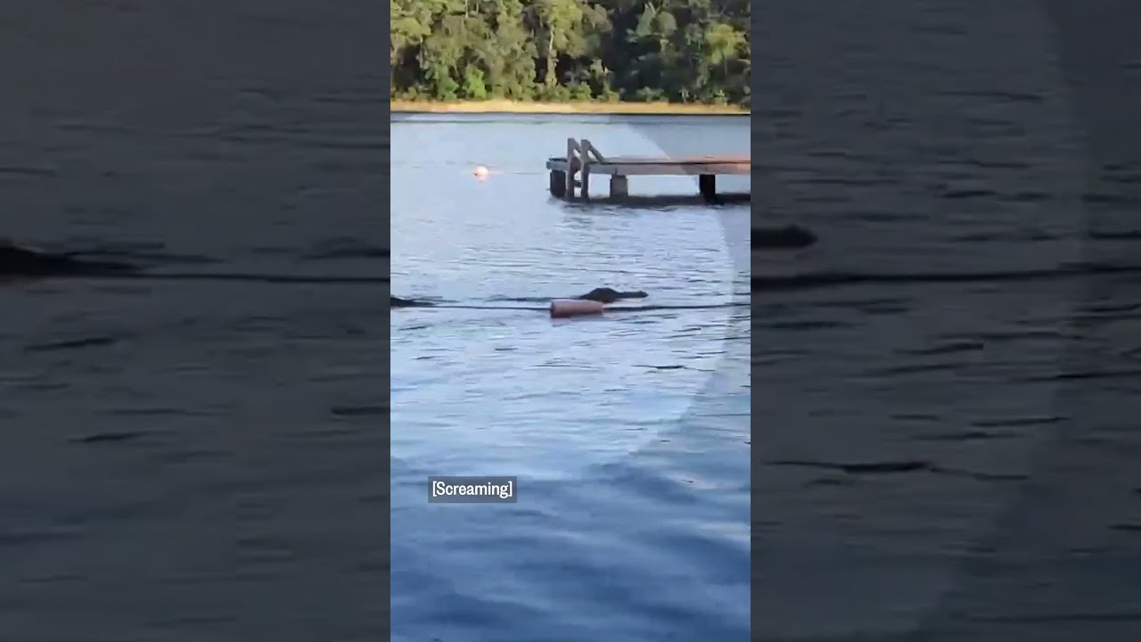 Alligator Charges Toward Kids In Texas Lake