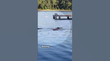Alligator charges toward kids in Texas lake