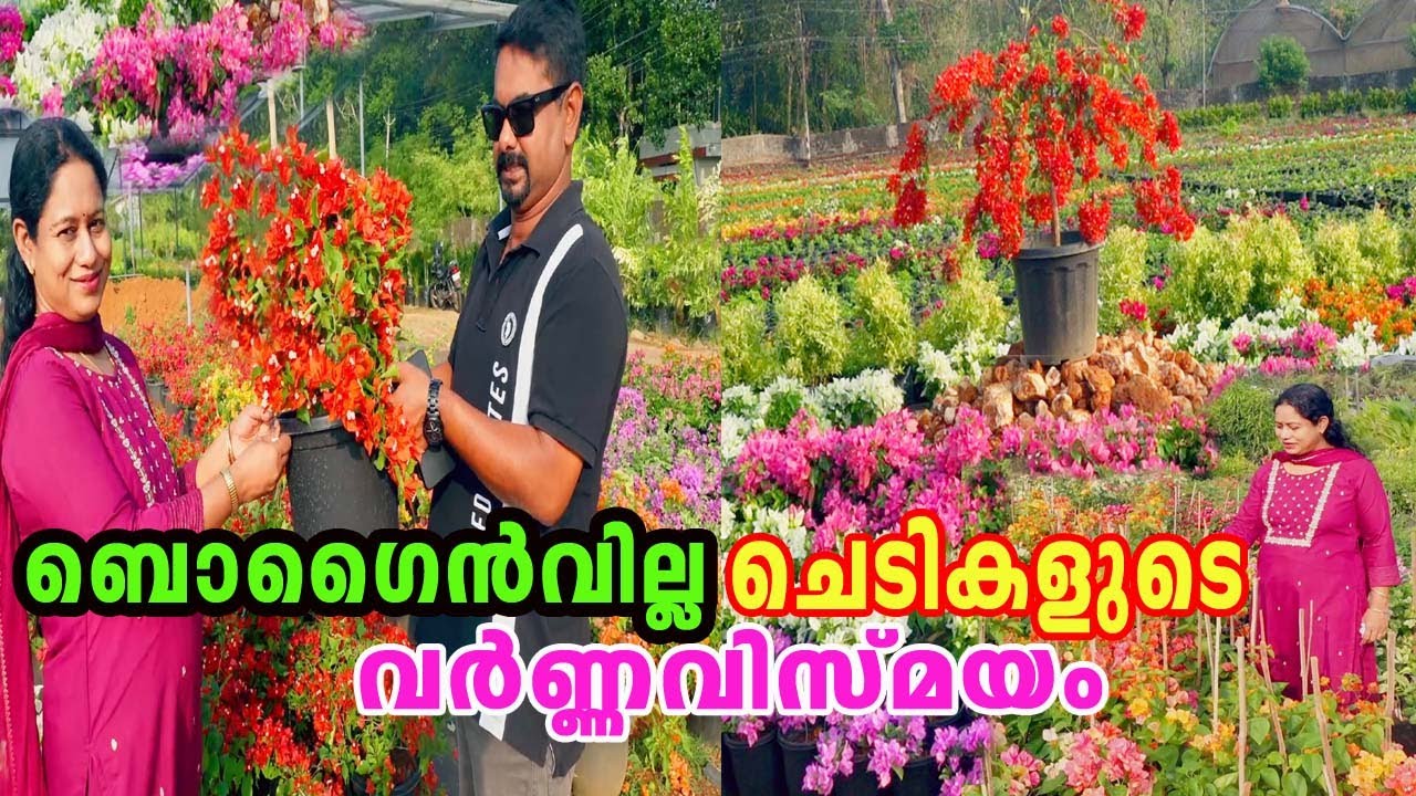 മണ്ണൂത്തിയിലെ പുഷ്‌പോത്സവം ആരംഭിച്ചു Bougainvillea Flower Garden | Plants World Mannuthy