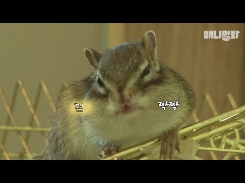 어머 이 언니 껌 좀 씹을 줄 안다람쥐 ㅣ Chip&amp;#39;s Brother, Squirrel Dale <strong>In</strong> <strong>Bubble</strong> Gum Gangster Ver.