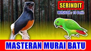 MASTERAN MURAI BATU - suara Serindit gacor Nembak jernih keras berjeda 10 detik untuk variasi 2