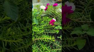 Pinkish Flowers🌸🪷#shortsvideo#greenlove#flowers#nature#
