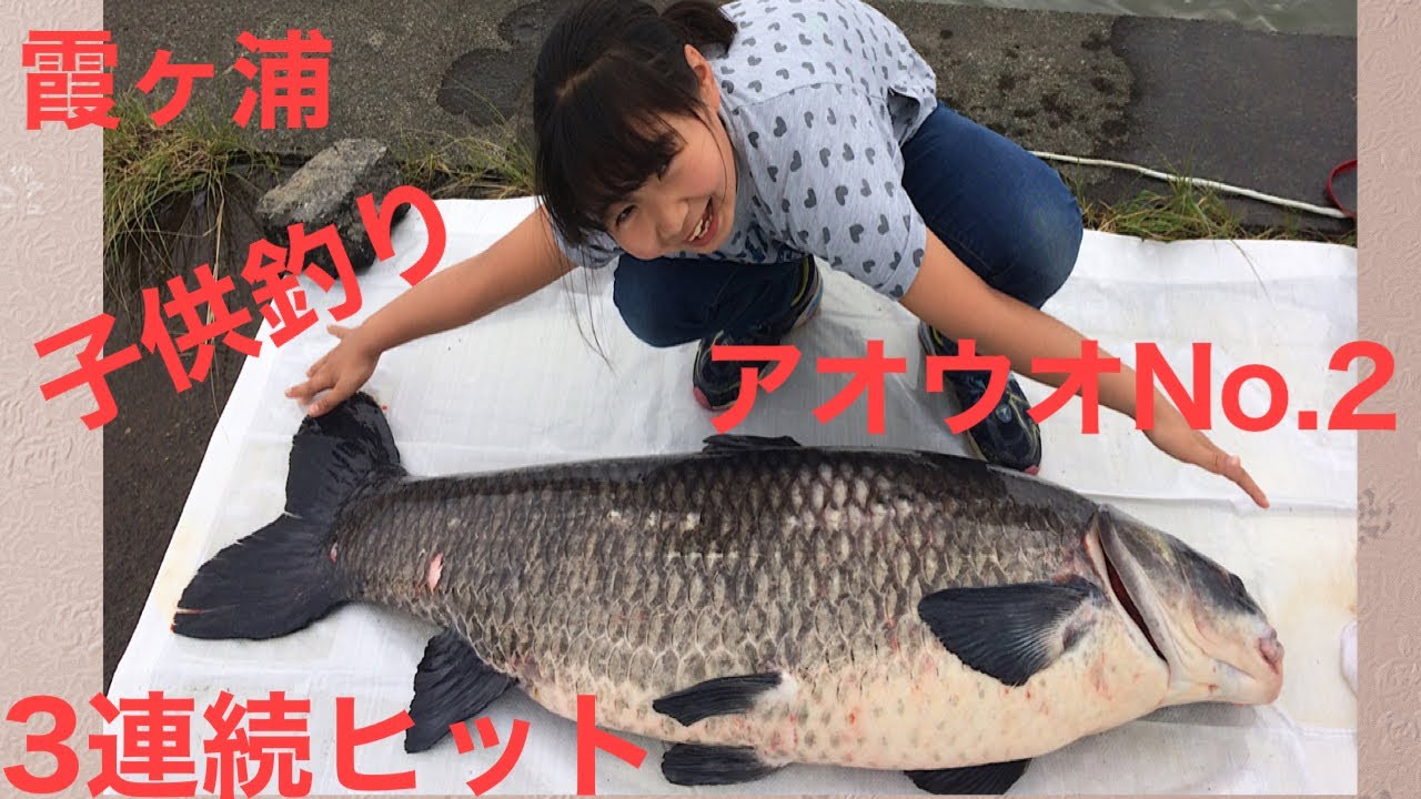 鯉スペシャル アラミカ 520 カープフィッシング 青魚 - フィッシング 鯉スペシャル アラミカ 520 カープフィッシング 青魚 - フィッシング