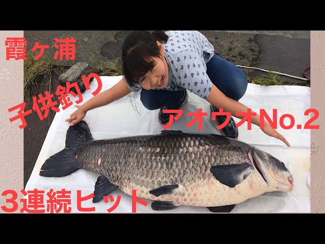 明日まで、掲載です。 最終値下げ！鯉釣りアオ釣りに sddefault.jpg