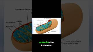 Beweise! Mitochondrien waren mal Bakterien