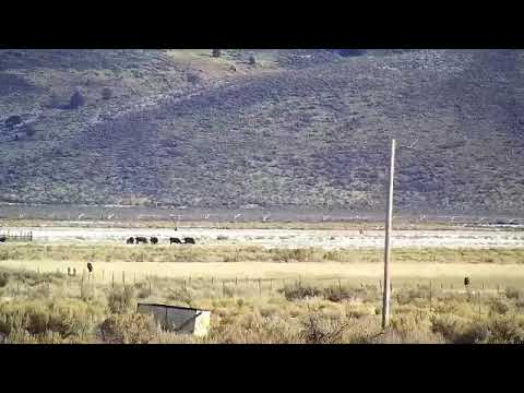 bison iloilo Bald eagles