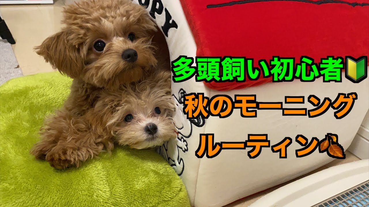 ポメラニアン✖️トイ・プードル - ペットハウスC\u0026D, image size:1280x720