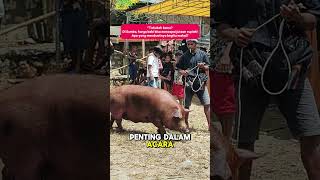 Tahukah kamu? Di Sumba, harga babi bisa mencapai jutaan rupiah! #babi #hargababi #shorts