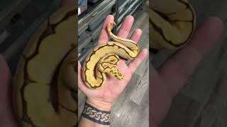 1.0 YB RS Fire Spider Clown #ballpythoncommunity #ballpythonmorphs #smalltownxotics