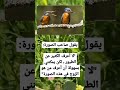 حالات واتساب عن الطيور