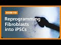 How to Reprogram Fibroblasts into Human Induced Pluripotent Stem (iPS) Cells Using ReproRNA™-OKSGM