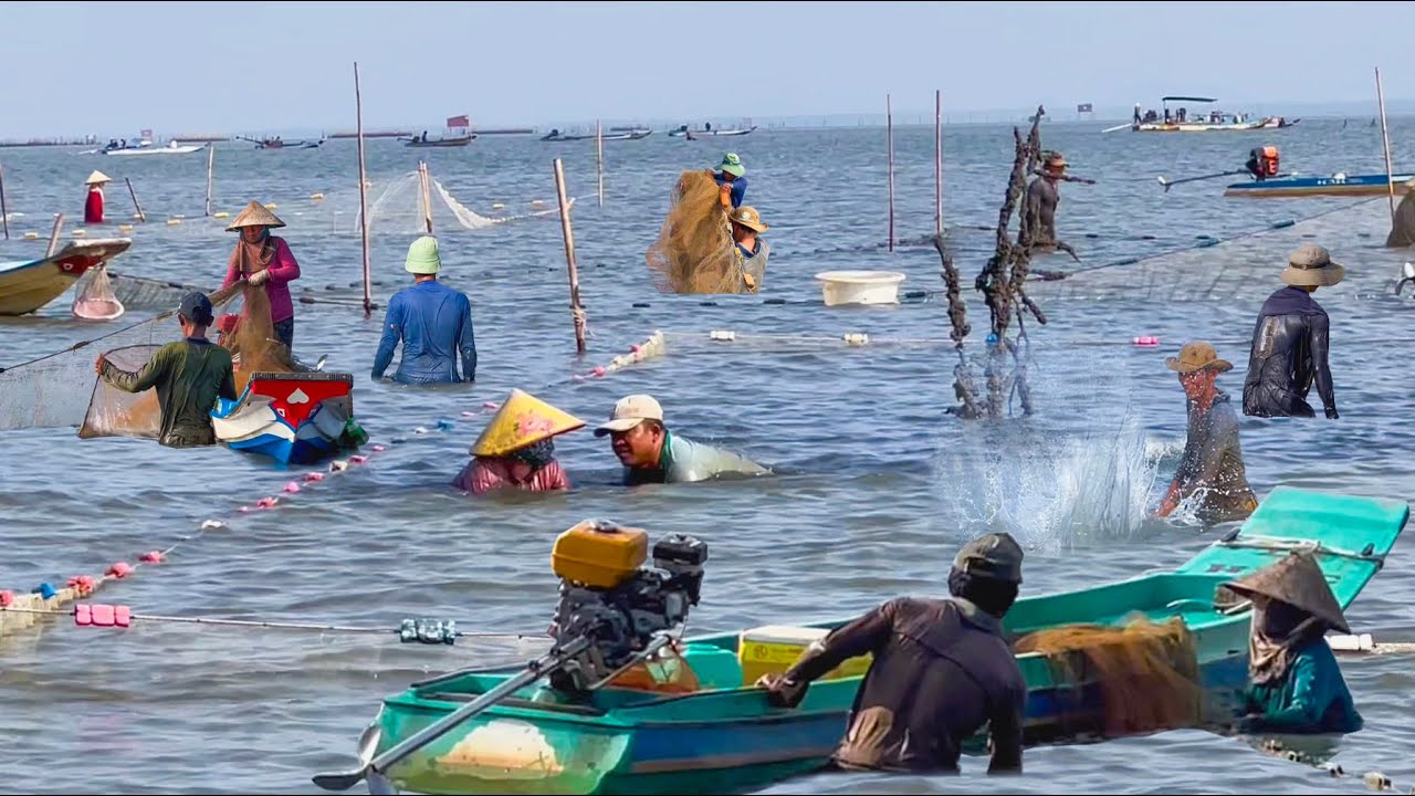 Thu Nhập Khủng Của Những Anh Em … Một Tháng Biển 200 Triệu Đồng | Nghề Ruốc Đỏ Ở Quảng Nam