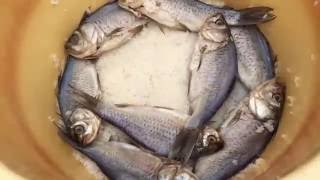 鮒寿司の作り方 Youtube 鮒寿司の作り方 Youtube