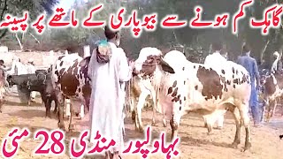 Bahawalpur Cow Mandi Fresh Video Today Qurbani Bachre Bachri 2024 || Global Village Farming