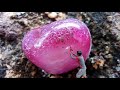 mountain of gems ! finding pink gem diamond first time! finding gemstone golden mountain