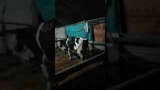 كيفية نزول المشيمة الخلاص عند البقر