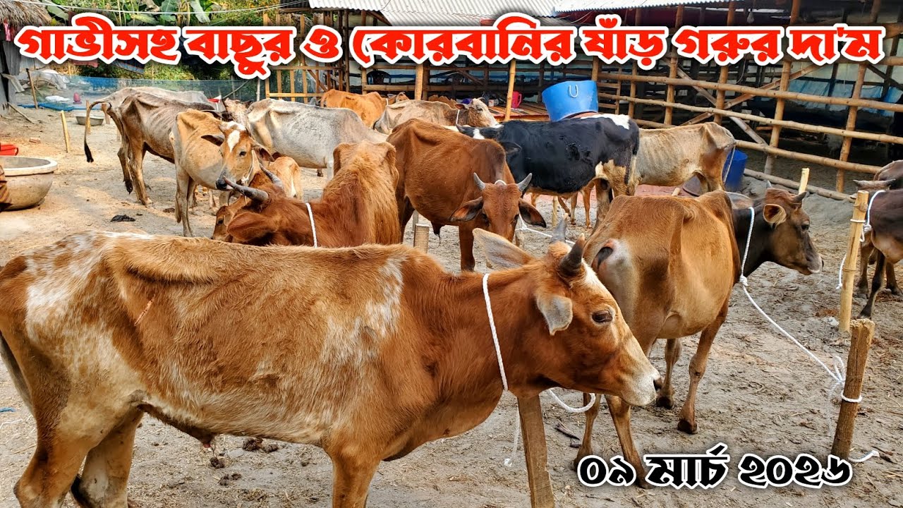 836- গাভীসহ বাছুর ও কোরবানির ষাঁড় গরুর দা'ম জানুন | ০৯ মার্চ ২০২৬ | নগর বাংলা টিভি