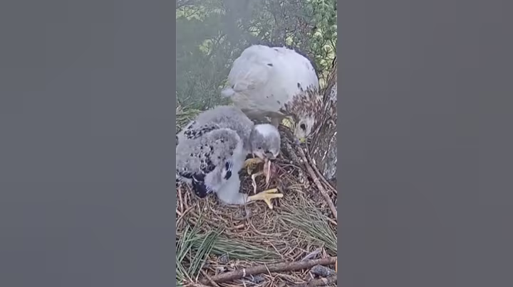 P#130- Review mother birds brings food to feed her babies in the nest, baby birds life #birdslover