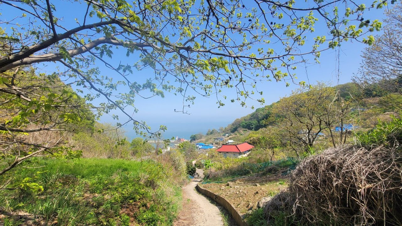 풍도(2) 마을길/풍도 은행나무길/풍도 등대,안산시#풍도마을#풍도은행나무#풍도등대#풍도차박여행#섬여행 - YouTube