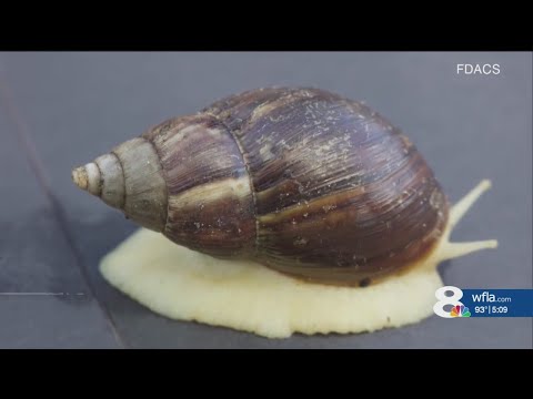 Rat lungworm found in Pasco County giant snails
