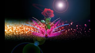 windows 11 Rose for you Best wallpaper 2k