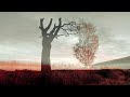 Mourning tree ambient piano neoclassical music  by eric heitmann