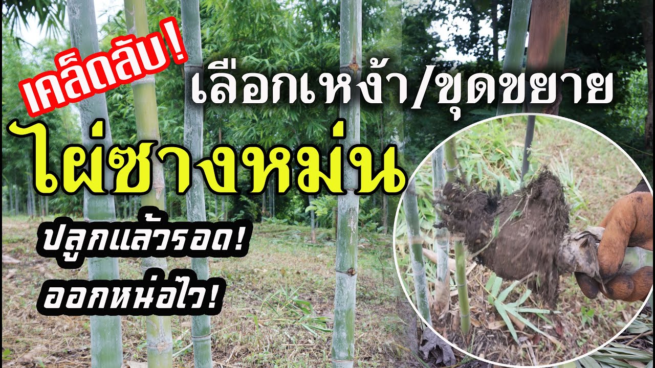 เผยเคล็ดลับ!! วิธีเลือกเหง้าและขุดขยายพันธุ์ไผ่ซางหม่น..ปลูกแล้วรอด! แถมยังออกหนอไวไม่เกิน 4 เดือน