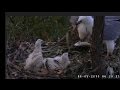 White Bellied Sea Eagle nest - AU - Dad brings breakfish - 9-16-15