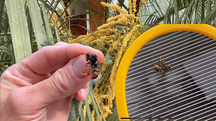 DESTRUCTION DE FRELONS à la raquette à moustiques ! Démonstration ! Est ce que ça marche vraiment ?