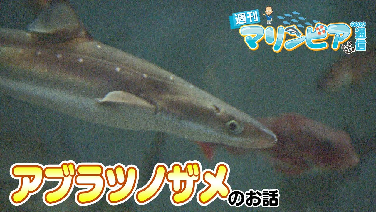 週刊マリンピア通信　＃190 アブラツノザメ
