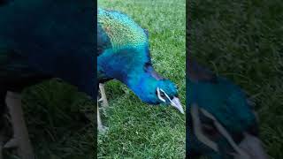 #peacock..soooo beautiful