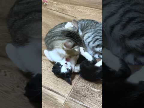 Video: Er tabby-katter gode kjæledyr?