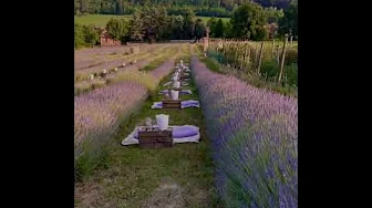 📍Lavender Fields, Italy #shorts