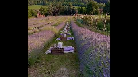 Thumbnail of 📍Lavender Fields, Italy #shorts