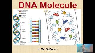 DNA Molecule