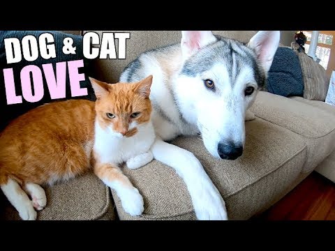 do siberian huskies get along with cats