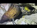 Diving under the sea to catch eels, crabs and sea cucumbers | Part 131