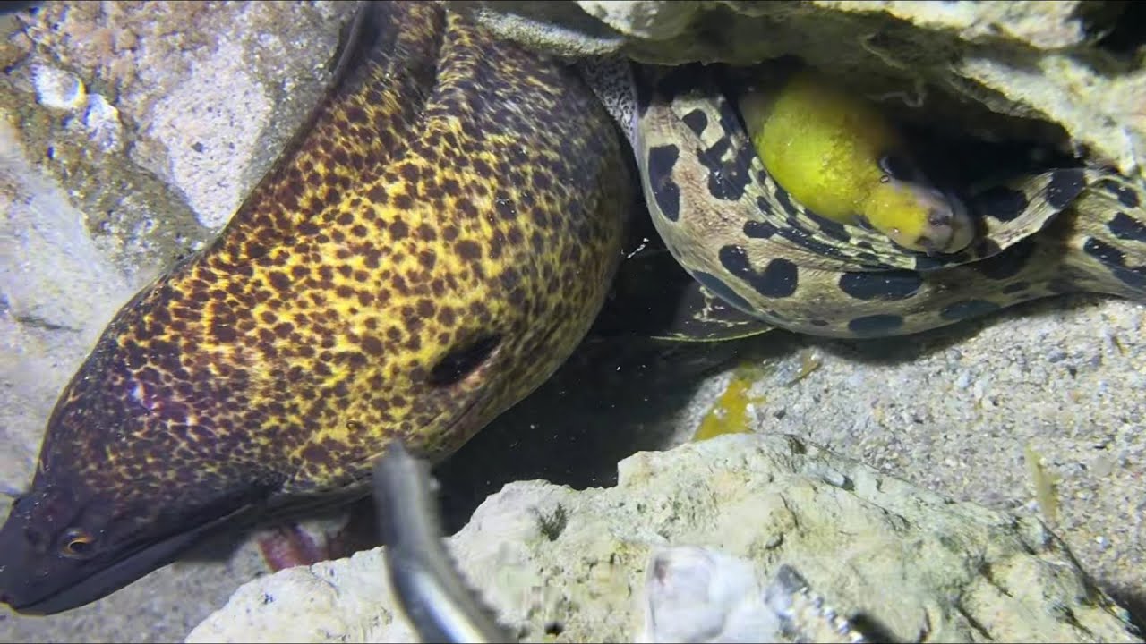 Diving under the sea to catch eels, crabs and sea cucumbers | Part 131