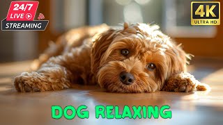 24 Hours of Music for Dogs  Relaxing TV shows for dogs | Reduce your dog's anxiety