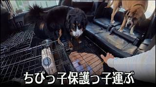 搬送ボランティアやりました！