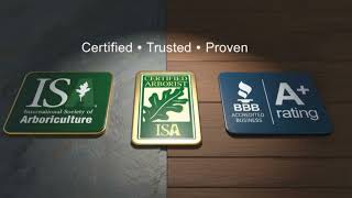 Why Smart Homeowners Choose Andrews Tree Services 