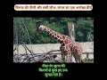 नीली जीभ वाला लंबू जानवर!😲 | नेचर का सबसे बड़ा अजूबा | Giraffe Facts in Hindi #facts