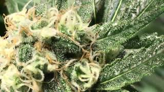 Flush Update. Part 3. We're back on track.