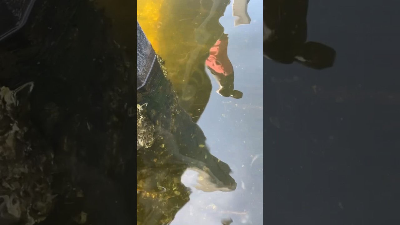 Big sheepshead can’t resist the smell of oysters 👀🎣