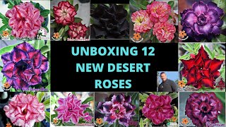 UNBOXING 12 BREATHTAKING DESERT ROSES - GROUP #1